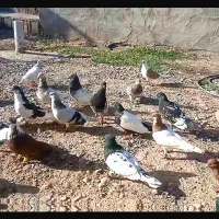 کفتر