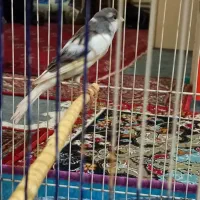 قناری طوسی سفید بلند نر