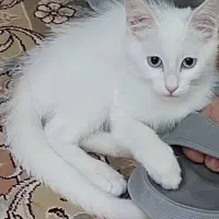 گربه از دو نژاد بریتیش شورت هیر و رگدال
