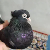 سیاه آبادانی