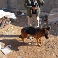 سگ ژرمن|سگ|اصفهان, توپخانه ارتش|دیوار