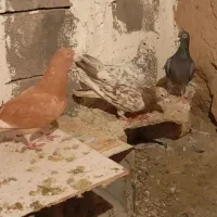 کوهی کبوتر