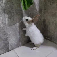 خرگوش بچه چند ماهه سفید