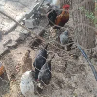 مرغ وغروس|حیوانات مزرعه|برازجان, |دیوار