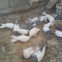 کبوتر