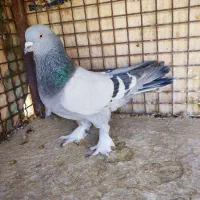 چهارتا بهبهونی دست اولی به شرط|پرنده|شیراز, رکنآباد|دیوار