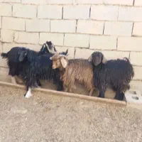 بزغاله فروشی|حیوانات مزرعه|شاهرود, |دیوار