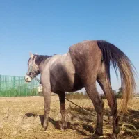 اسب مادیان|اسب و تجهیزات اسبسواری|گرگان, |دیوار