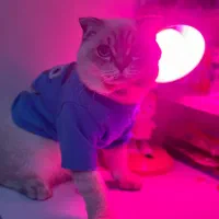 گربه بیریتیش نر|گربه|اندیشه, اندیشه فاز ۳|دیوار