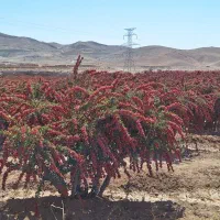 زرشک