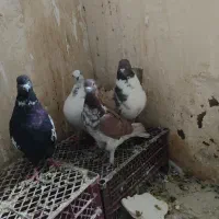 کفتر تهرانی پرشی و کینگ