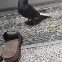 سه عدد کفتر سیاه دم سفید ماده|پرنده|نجفآباد, یزدانشهر|دیوار