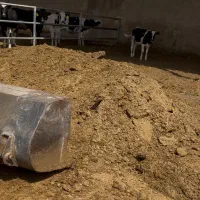 فروش کودگاو