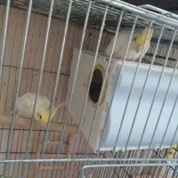 عروس هلندی و قفس و لونه