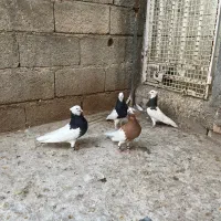 طوق|پرنده|شیراز, آزادگان|دیوار