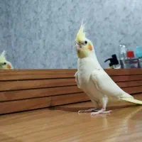 گمشده