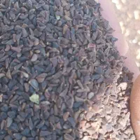 سفنچ درجه یک و دو