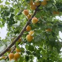 فروش-باغ-714-متر-مریع