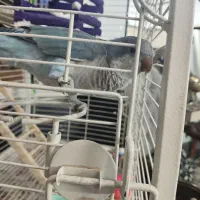 طوطی راهب معاوضه