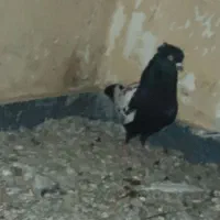 کفتر سینه سیاه نر پرشی