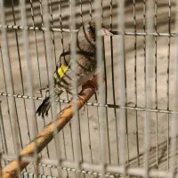 سهره|پرنده|مشهد, مقدم|دیوار