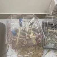 عروس مولد و جوان