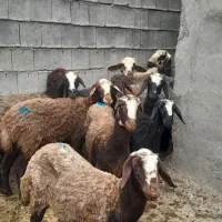 گوسفند کاور ماده