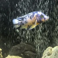 ماهی سیچیلاید