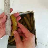 خیارشور حلب ۱۷کیلویی سایز ممتاز|عمدهفروشی|بهار, |دیوار