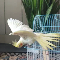 عروس هلندی لوتینو ماده|پرنده|زیباشهر, |دیوار