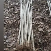 فروش نهال به سراسر کشور|خدمات باغبانی و درختکاری|میاندوآب, |دیوار