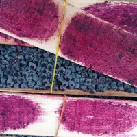 انگورشانی سردشت|خدمات باغبانی و درختکاری|رشت, اسماعیل آباد|دیوار