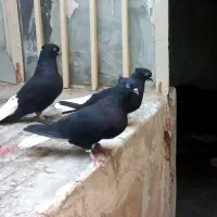 تعدادی کبوتر رنگه