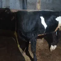 گوساله نر عالی درجه یک