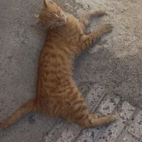 گربه