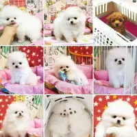 پامرانین عروسگی(کازرون) اصل کیفیت ضمانتی|سگ|کازرون, |دیوار