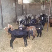 گوسفند زنده|حیوانات مزرعه|شیراز, کفترک|دیوار