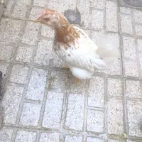 مرغ و جوجه|حیوانات مزرعه|مشهد, سیلو|دیوار