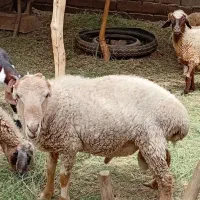 یک گوسفند فروشی