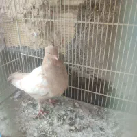 سینه زرد