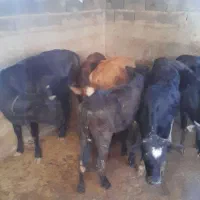۶عد‌ماده‌تمیز