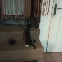 واگذاری گربه