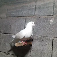 کفتر ها عالی|پرنده|میناب, |دیوار