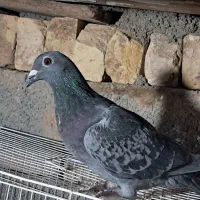 کبوتر  پرشی|پرنده|خوسف, |دیوار