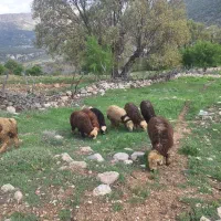 بره کوه چر