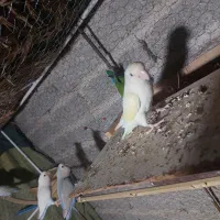 طوطی برزیلی|پرنده|داراب, |دیوار