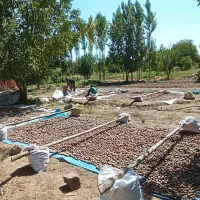 گردو کاغذی|عمده‌فروشی|شاهین دژ, |دیوار