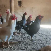 خروس جوان|حیوانات مزرعه|رضویه, |دیوار