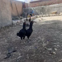 مرغ لاری ریشو جوان|حیوانات مزرعه|مریوان, |دیوار