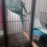 جفت ملنگو آبی|پرنده|قم, حاج زینل|دیوار